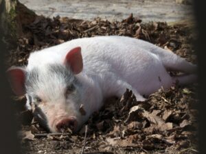 Ist das gemuetlich Haengebauchschwein beim Faulenzen