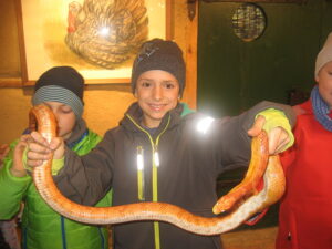 Ist die gross Reptilienprojekt