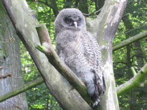 Junger Bartkauz im Tierpark Zittau