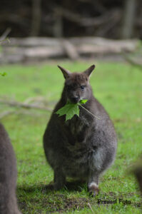 Kaenguru Fuetterung 2