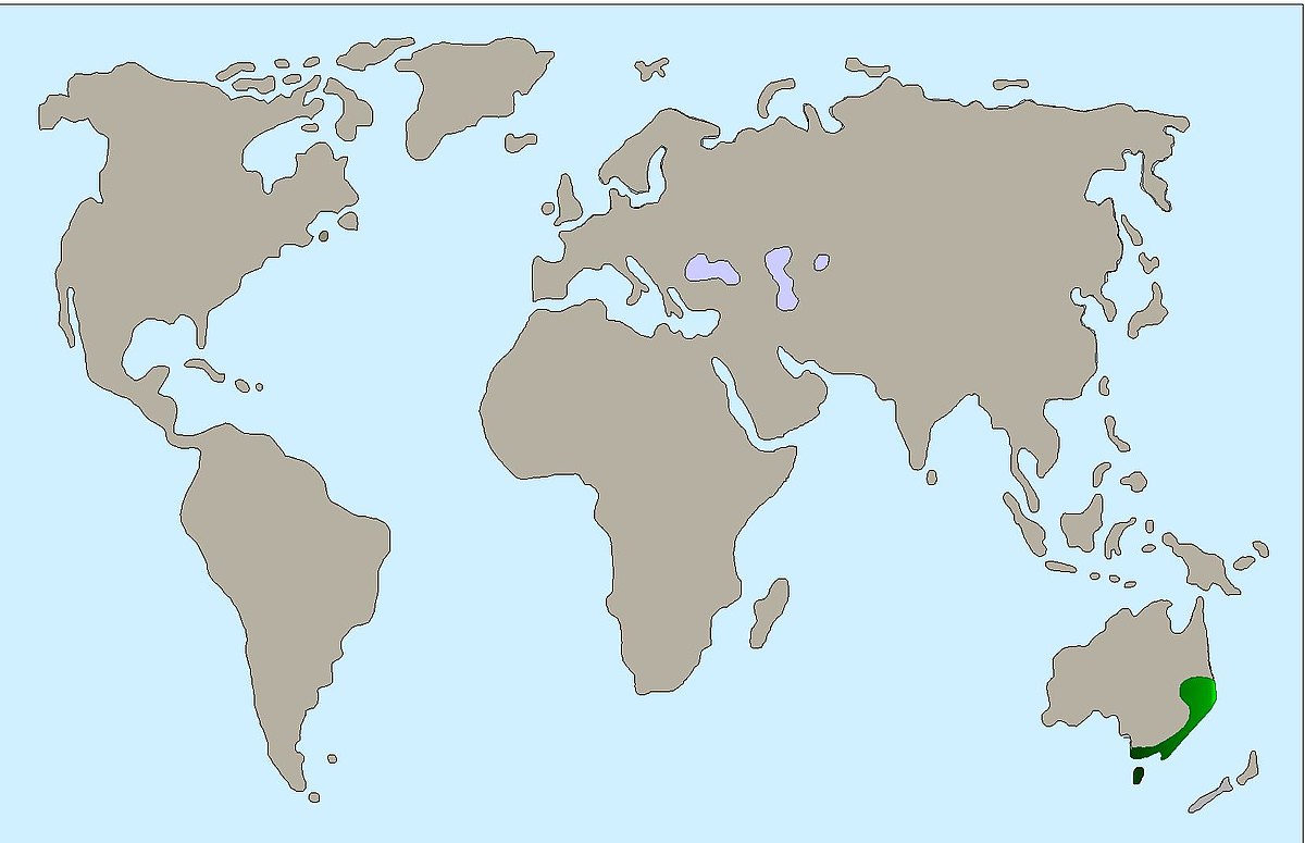 Kaenguru Verbreitung 70d5d6fe4c