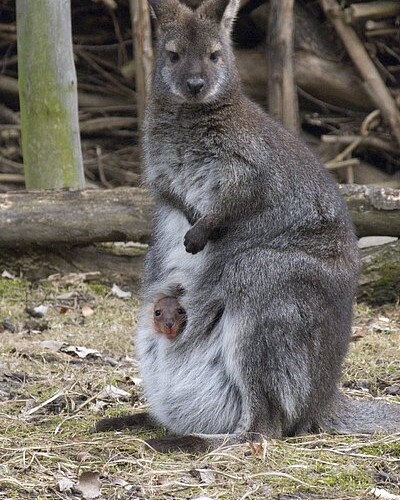 Kaenguru mit Jungtier