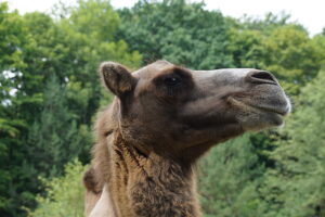 Kamel im Profil