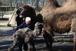 Kleiner Trampeltier Hengst ca min nach seiner Geburt