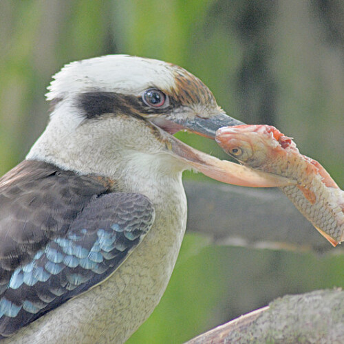 Lachender Hans mit Nahrung