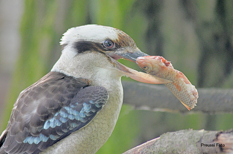 Lachender Hans mit Nahrung