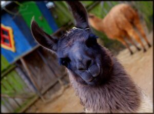 Lama ganz schoen schraeg