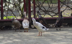 Laufenten Versammlung
