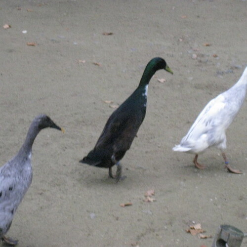 Laufenten im Gaensemarsch