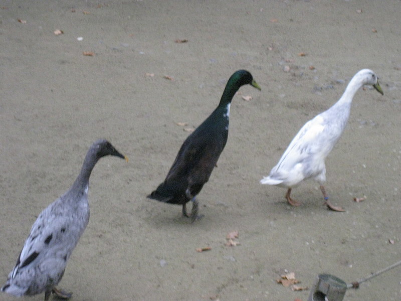 Laufenten im Gaensemarsch