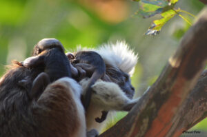 Lisztaeffchen mit Jungtieren
