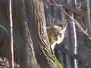 Luchs Hinter einem Baum