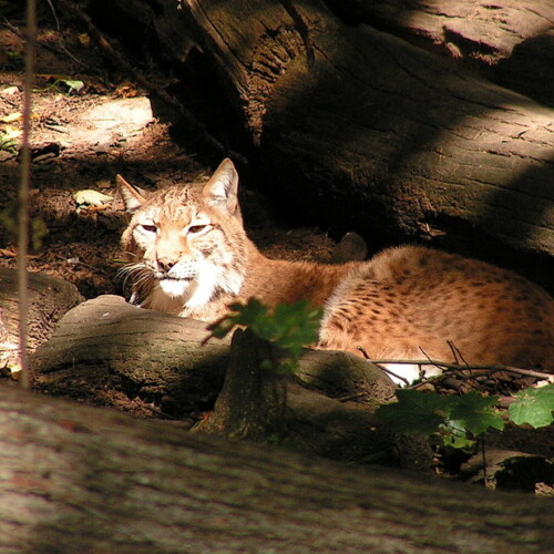 Luchs Liegt