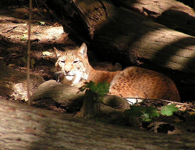 Luchs Liegt