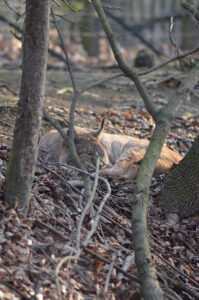 Luchs ruht