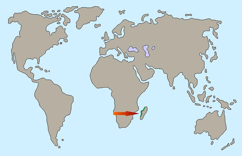 Madagaskar Fauchschabe Karte page 001