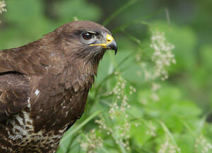 Maeusebussard im Profil Foto Andreas Heiland
