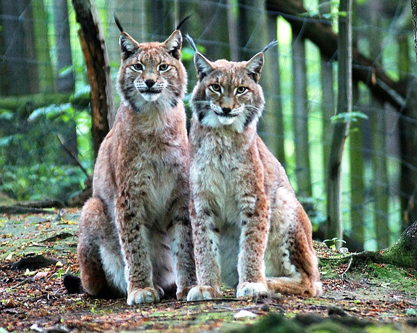 Max und Moritz im Tierpark Zittau