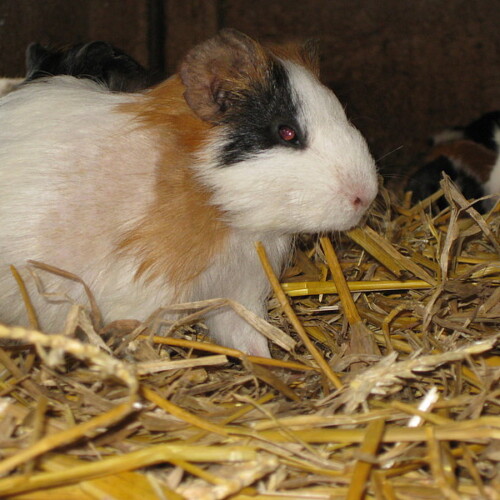 Meerschweinchen braun weiss