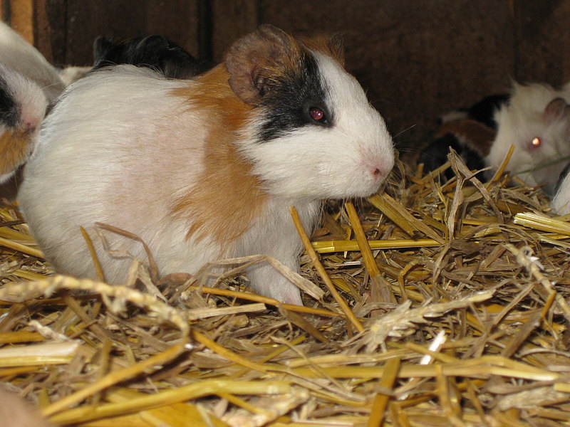 Meerschweinchen braun weiss