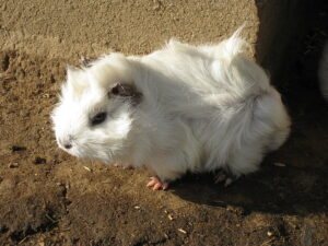 Meerschweinchen weiss