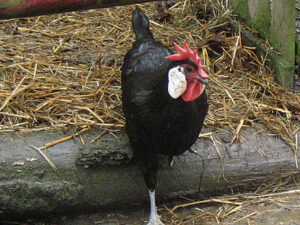 Minorka am Misthaufen