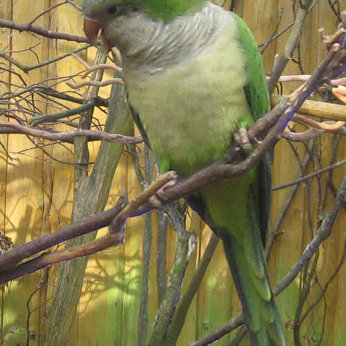 Moenchssittich Tierpark Zittau