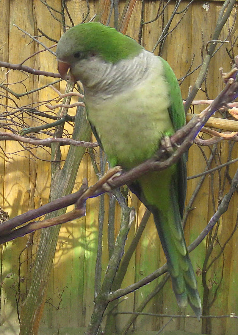 Moenchssittich Tierpark Zittau