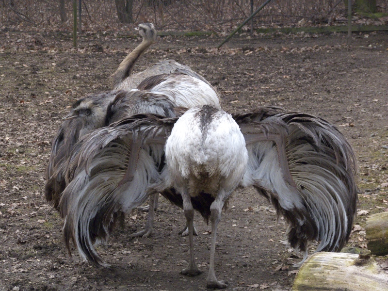 Nandu Balz Nandu Balz