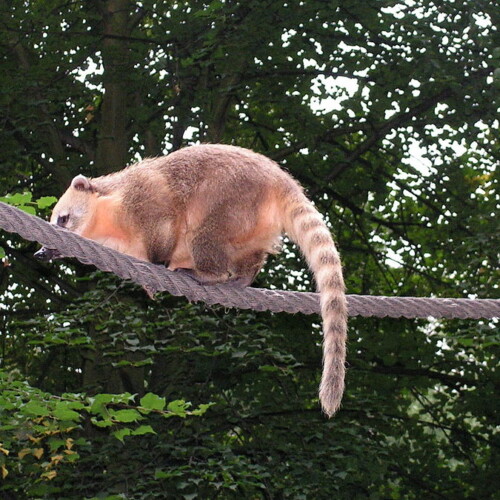 Nasenbaer Balanciert