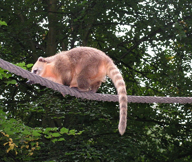 Nasenbaer Balanciert