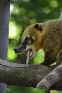 Nasenbaer Nahaufnahme