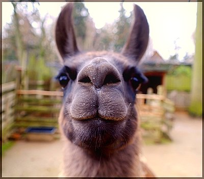 Naturlerlebnis pur Lama ganz nah