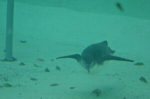 Nur Fliegen ist schoener Humboldtpinguin in seinem Element