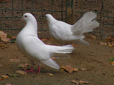 Pfau Taeubchen Foto Tierpark