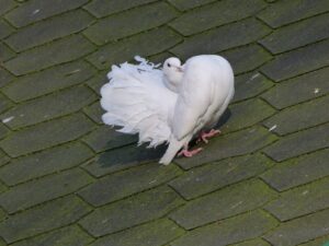 Pfautaube beim Balztanz