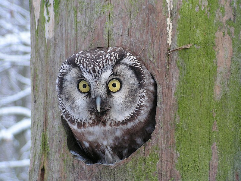 Raufusskauz Kopf Raufusskauz Kopf