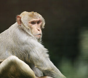 Rhesusaffe beim Nachdenken Foto Andreas Heilande