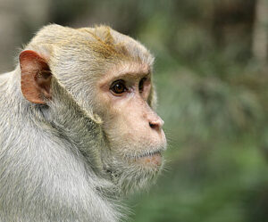 Rhesusaffen Portrait Foto Andreas Heiland