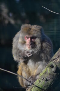 Rhesusaffenopa Bimbo