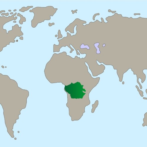 Rueckenschwimmender Kong Wels Karte fbdf4aac43