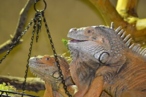 Salat geht immer Mittagstisch bei Familie Leguan