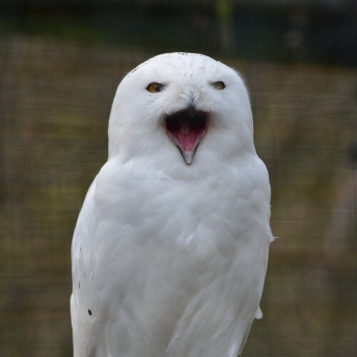 Schneeeule Maennchen