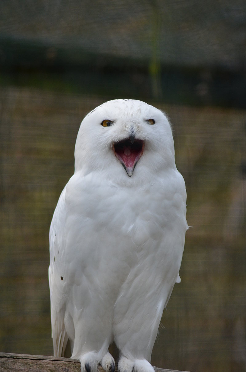 Schneeeule Maennchen