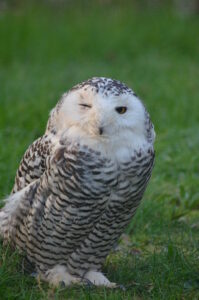 Schneeeule Weibchen 2