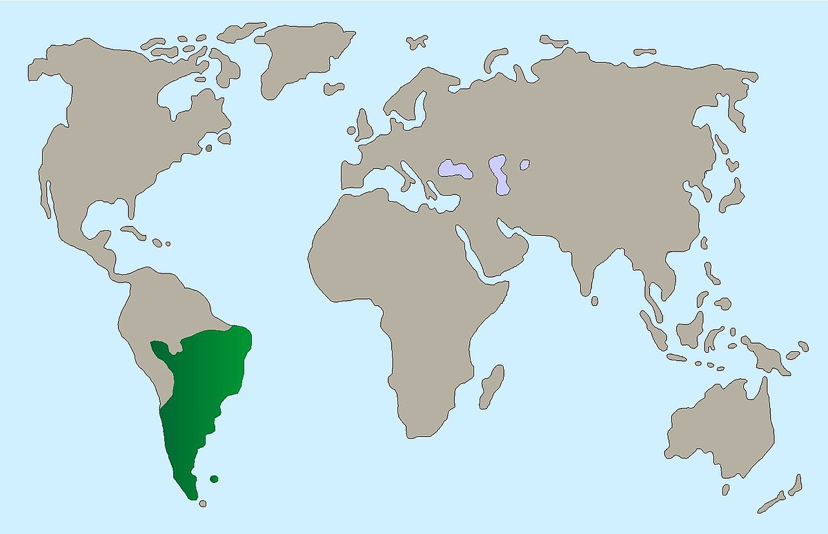 Schopfkarakara Karte 641320c81e