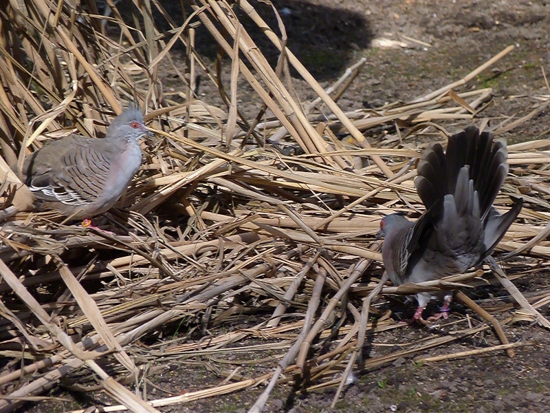 Schopftauben Balz Schopftauben Balz