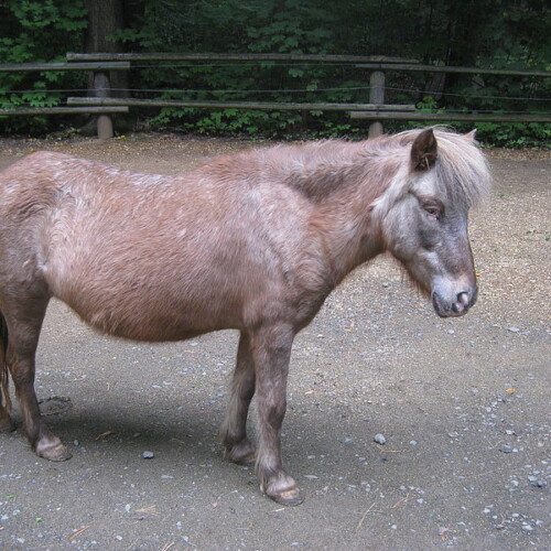 Shetlandpony hellbraun