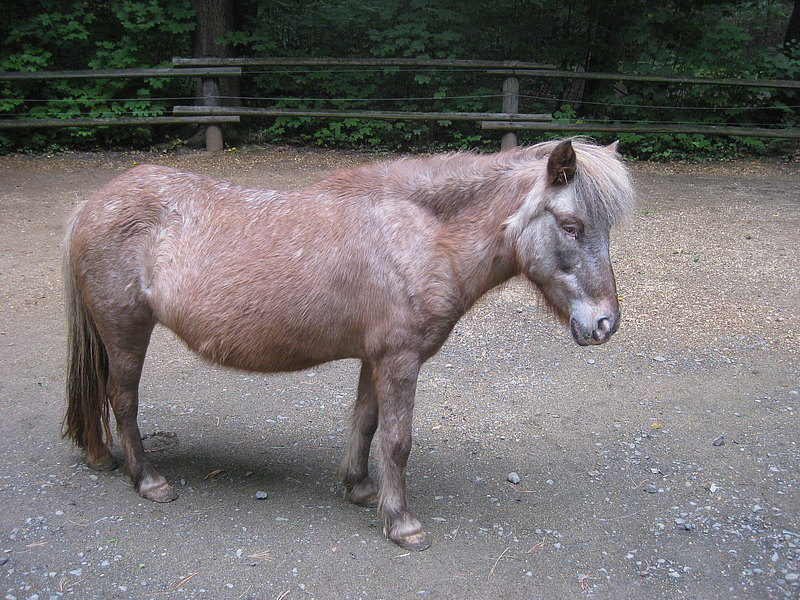 Shetlandpony hellbraun