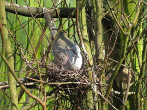 Spitzschopftaube bruetend